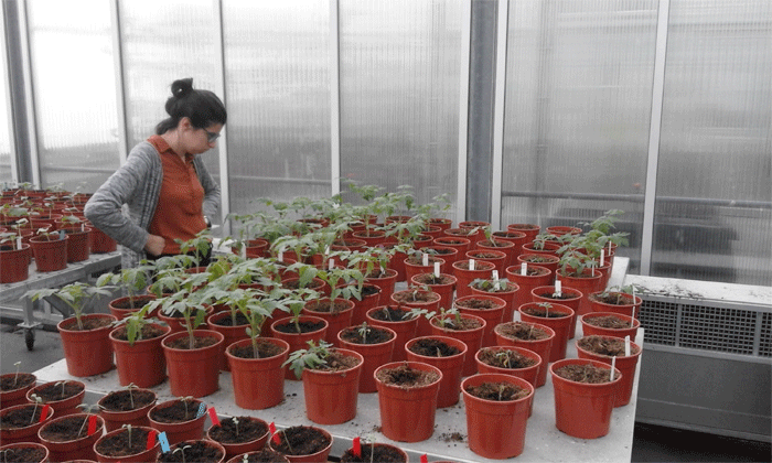 Maria Constantin in greenhouse