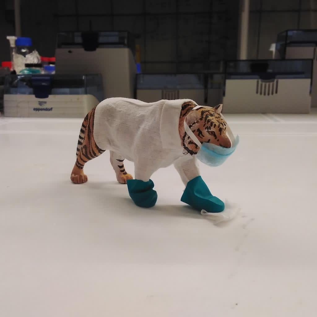 BioTiger